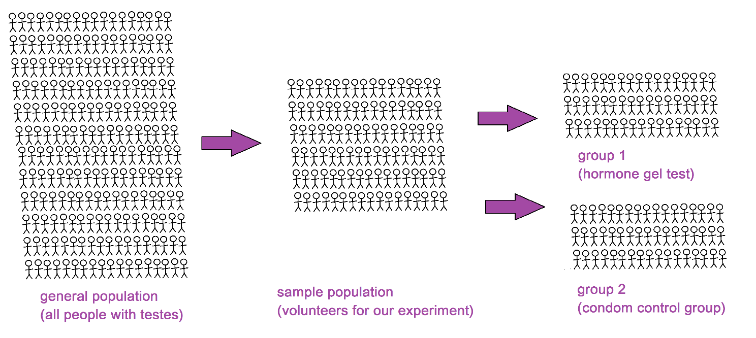 Image showing visual representation of population sizes with the general population(all people with testes) as the largest, then the sample population(volunteers for our experiment) which is then split into group 1(hormone gel test) and group 2(condom control group)