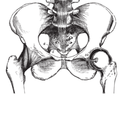 anatomical illustration of a human pelvis